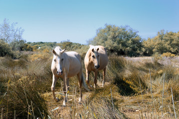 cavalli camargue francia