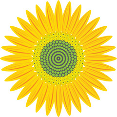 sunflower