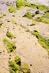Scogli ricoperti di muschio nella spiaggia di Santander
