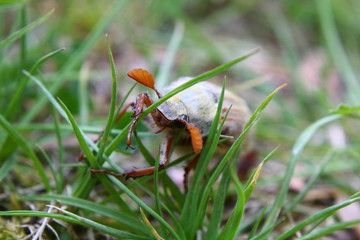 Feldmaikäfer