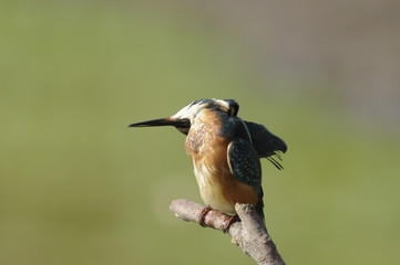 The Common Kingfisher (Alcedo atthis)
