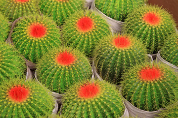 echinocactus grusonii