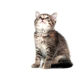 Tabby kitten looking up