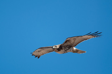 Hawk in flight