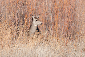 Naklejka na ściany i meble Mule deer doe in a field