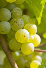 Bunch of Riesling White Wine Grapes Hanging on the Vine