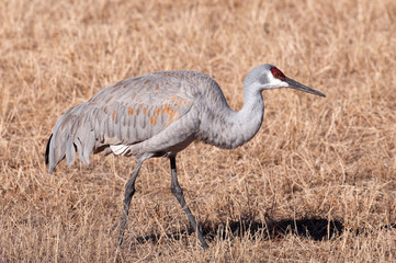 Sandhill crane in field