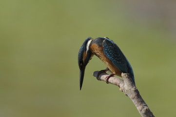 The Common Kingfisher (Alcedo atthis)