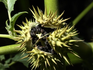 Datura