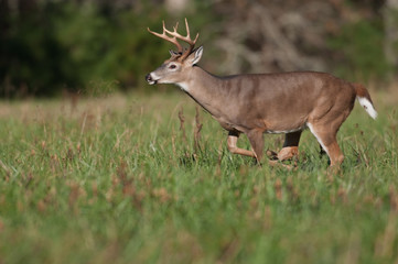 Whitetail deer buck running through meadow