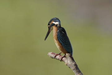 The Common Kingfisher (Alcedo atthis)