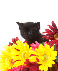 Black kitten and colorful flowers