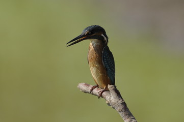 The Common Kingfisher (Alcedo atthis)