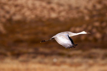 Sandhill crane in flight