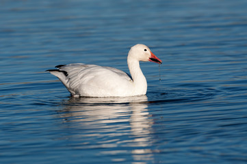 Snow goose in the water