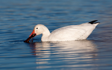 Snow goose feeding