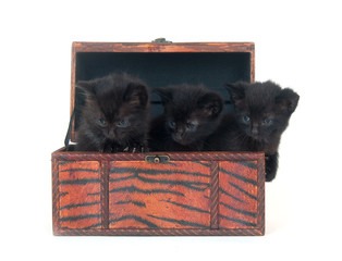 Three black kittens in a chest