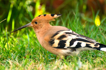 Hoopoe