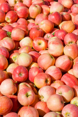 Fototapeta na wymiar New crop of red Gala apples