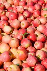 New crop of red Gala apples