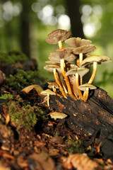 Pfifferlinge mit kleiner Schnecke © Magnus Pomm