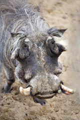Fototapeta premium African warthog