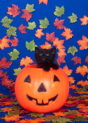 Black cat in pumpkin on blue background