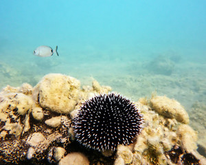 Black and white thorned sea urchin and a sheepshead passing by