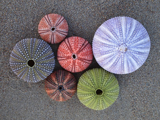 multicolored sea urchins on wet sand