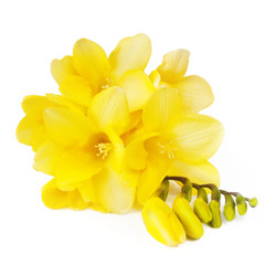 Obraz premium Yellow Freesias