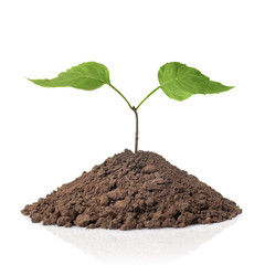 green plant with leaves in earth isolated on white