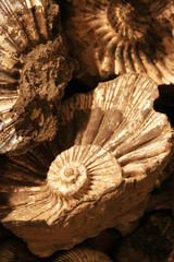 fossilized shell background