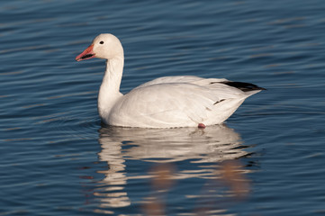 Snow goose in the water