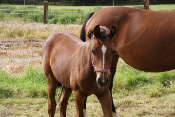 Obraz premium Pferde & Natur