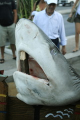 squalo pescato a lampedusa