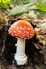 muchomor © Edyta Żołędzka