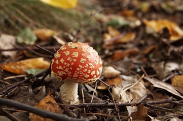 muchomor1 © Edyta Żołędzka