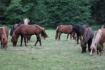 Fototapeta premium Ruhige Pferde