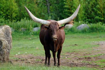 Bœuf watusi (Bos primigenius taurus)
