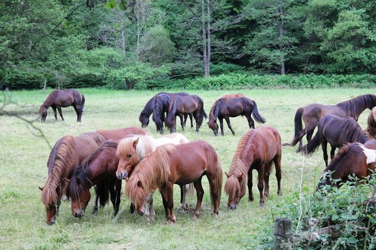 Several.equus Bilder Durchsuchen 813 Archivfotos, und