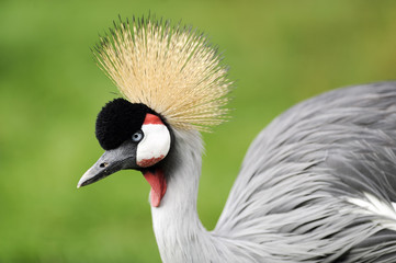 grey crowned crane head image