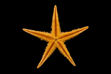 Star-fish with a black background