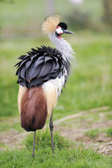 gray crowned crane