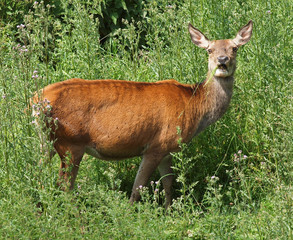 Hirschkuh