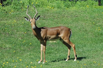 Impala buck (Aepyceros melampus)