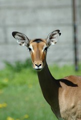Female Impala (Aepyceros melampus)