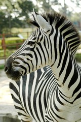 Fototapeta na wymiar Grant's zebra (Equus quagga boehmi)