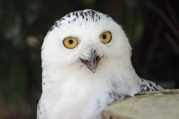 snowy owl portrait