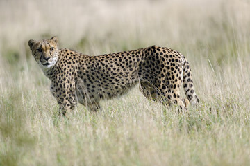 cheetah