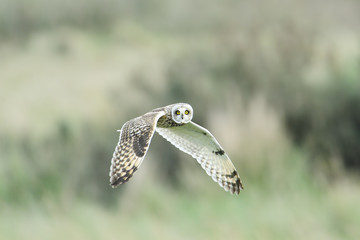 short ear owl (asio flammeus) in flight